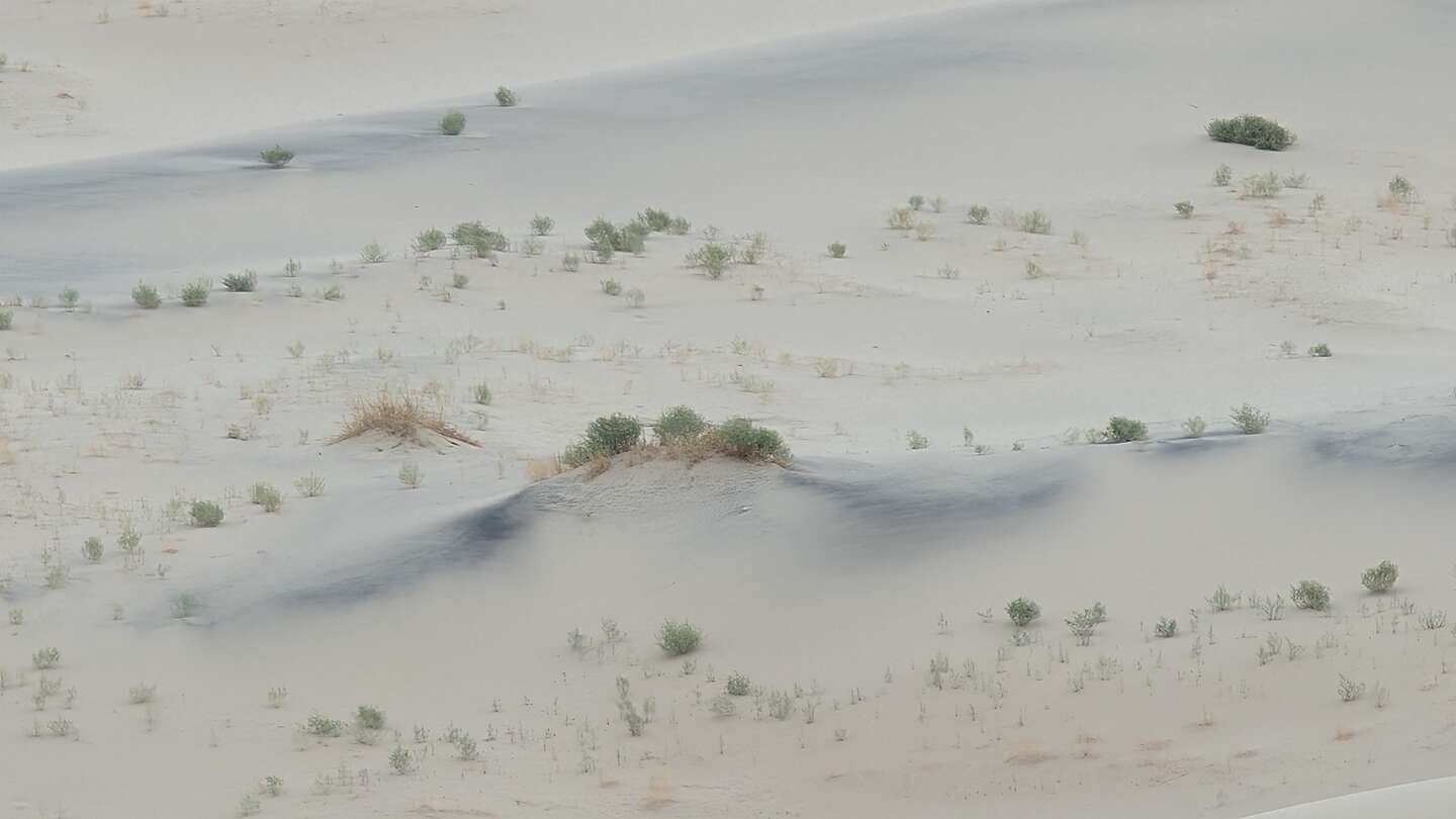 Flat monotone dunes